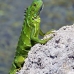 iguana_green_tf_gc_v_0142_cay1059.jpg